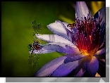 Bordowy Kwiat, Ważka, Pszczoła, Makro, Lilia wodna