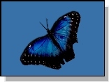 Niebiesko, Czarny, Motyl