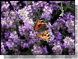 Motyl, Rusaka pokrzywnik, Fioletowe, Kwiatuszki