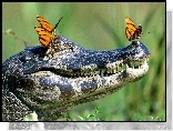 Motyle, Głowa, Krokodyla