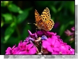 Fioletowy, Kwiat, Motyl