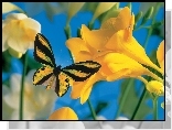 Żółty, Motyl, Kwiat, Frezja