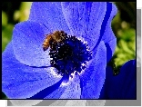 Niebieski, Kwiat, Pszczoa