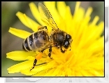 Żółty, Kwiat, Pszczoła