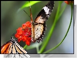 Motyle, Kwiatek, Łodyżki