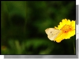 Żółty, Kwiatek, Motyl