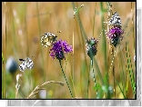 Motyle, Kwiaty, Chabry łąkowe, Trawa