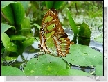 Malachitowy Motyl, Woda, Licie