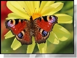 Motyl, Pawik Rusałka, Dalia, Kwiat