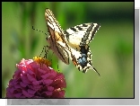 Motyl, Pa krlowej, Kwiat