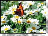 Motyl, Rusaka, Pokrzywnik, Kwiat