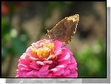 Motyl, Rusaka, Pokrzywnik, Kwiat, Cynia