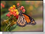 Motyl, Danaid wędrowny, Kwiat, Zbliżenie