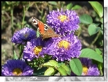 Motyl, Rusałka pawik, Kwiaty, Astry