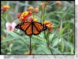 Motyl, Monarch, Kwiaty, Licie, Ogrd