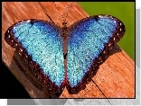 Niebieski, Motyl, Drewno