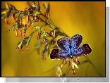 Niebieski, Motyl, Roślina