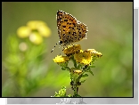 Motyl, Czerwończyk uroczek, Żółte, Kwiaty