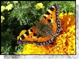 Motyl, Rusałka Pokrzywnik, Kwiat