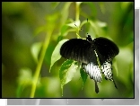 Motyl, Czarne, Skrzydła, Liście