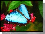Niebieski ,Motyl, Kwiaty, Licie