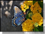 Niebieski, Motyl, te, Kwiaty