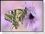 Motyl, Paź królowej, Kwiat, Stokrotka afrykańska, Makro