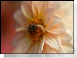 Pszczoła, Owad, Dalia, Kwiat