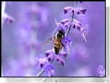 Pszczoła, Fioletowy, Kwiat, Rozmycie