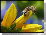 Pszczoły, Żółte, Płatki, Kwiatu, Makro