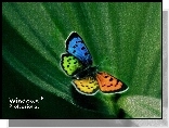 Motylek, Windows XP