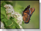Motyl, Admirał purpurowy, Limenitis arthemis, Białe, Kwiaty