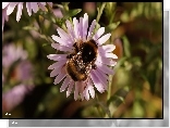 Aster, Trzmiel