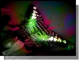 Barwny, Motyl