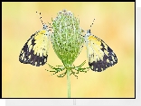Motyle, Belenois creona, Marchew dzika