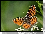 Motyl, Białe, Kwiatuszki