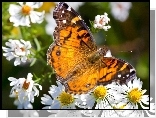 Motyl, Białe, Kwiaty