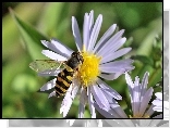 Pszczoła, Białe, Kwiaty