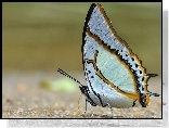 Biały, Motyl, Miodowe, Paski