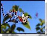 Biały, Motyl