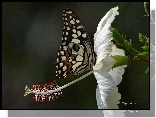 Motyl, Biały, Kwiat, Hibiskus