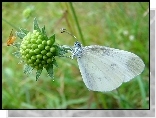 Biały, Motyl, Bielinek