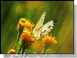 Biały, Motyl, Bielinek, Żółte, Kwiaty