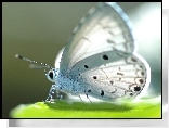 Piękny, Biały, Motyl, Modraszek