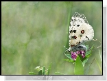 Biały, Motyl, Kwiat, Rozmyte, Tło