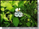 Biały, Motyl, Bielinek