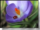 Biedronka, Fioletowy, Krokus, Kwiat, Wiosna