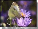 Motyl, Bielinek, Astry