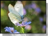 Motyl, Bielinek, Biały