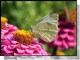Motyl, Bielinek, Cynia